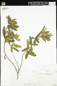 Rhododendron groenlandicum image