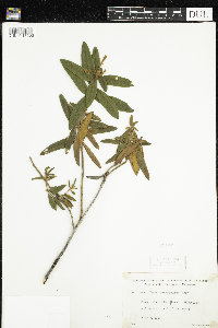 Rhododendron groenlandicum image