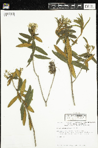 Rhododendron groenlandicum image