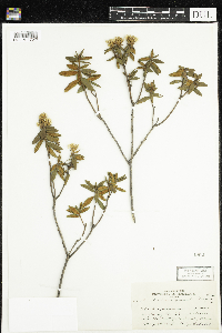 Rhododendron groenlandicum image