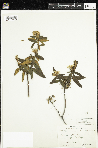 Rhododendron groenlandicum image