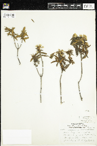 Rhododendron groenlandicum image