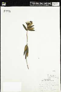 Rhododendron groenlandicum image