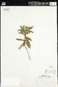 Rhododendron groenlandicum image