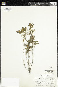 Rhododendron groenlandicum image