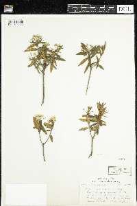 Rhododendron groenlandicum image