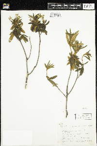 Rhododendron groenlandicum image
