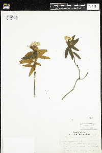 Rhododendron groenlandicum image
