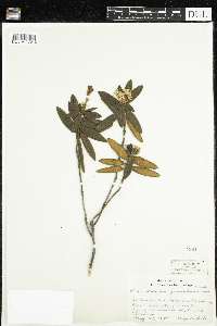 Rhododendron groenlandicum image