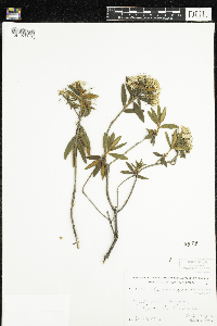 Rhododendron groenlandicum image