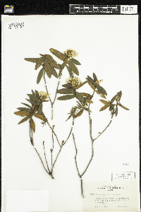 Rhododendron groenlandicum image