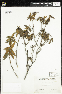Rhododendron groenlandicum image