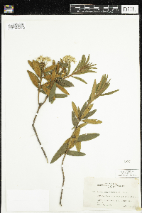 Rhododendron groenlandicum image