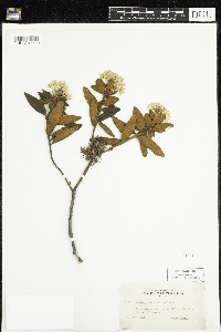 Rhododendron groenlandicum image
