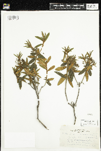 Rhododendron groenlandicum image
