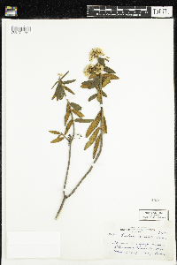 Rhododendron groenlandicum image