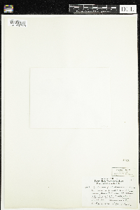 Rhododendron groenlandicum image