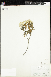 Rhododendron groenlandicum image