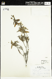 Rhododendron groenlandicum image