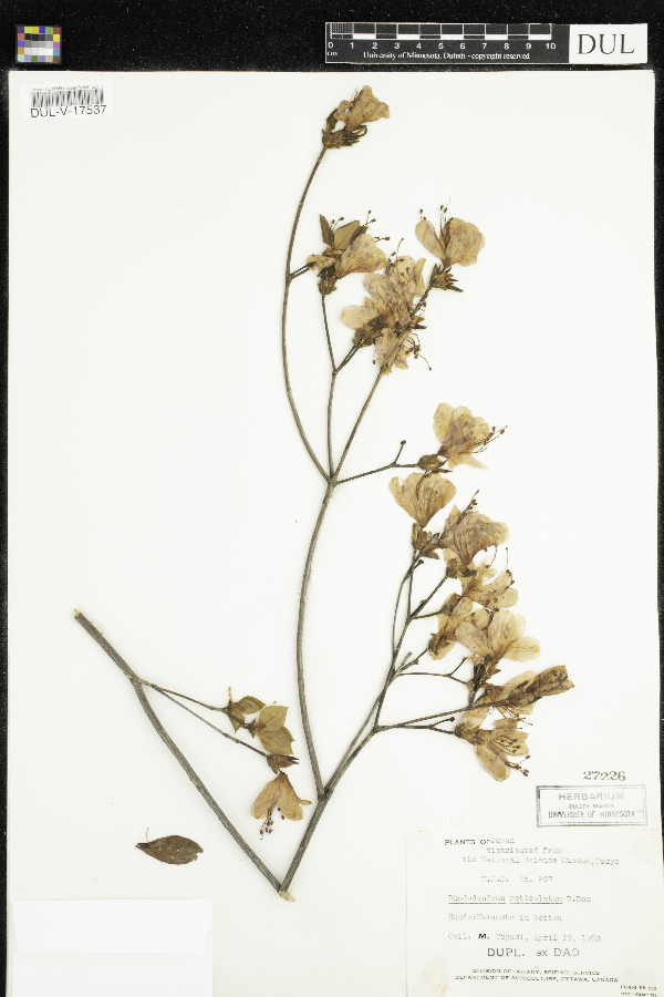 Rhododendron reticulatum image