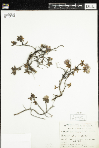 Rhododendron lapponicum image