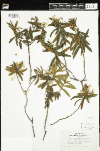 Rhododendron groenlandicum image