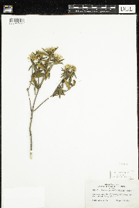 Rhododendron groenlandicum image