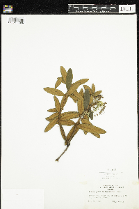 Rhododendron groenlandicum image