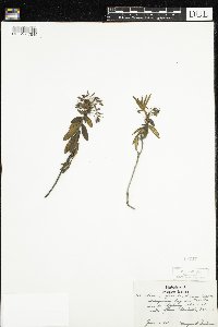 Rhododendron groenlandicum image