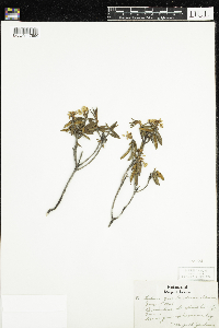 Rhododendron groenlandicum image