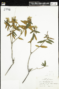 Rhododendron groenlandicum image