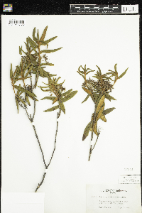 Rhododendron groenlandicum image