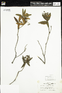 Rhododendron groenlandicum image