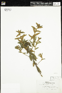Rhododendron groenlandicum image