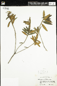 Rhododendron groenlandicum image