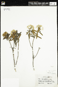 Rhododendron groenlandicum image