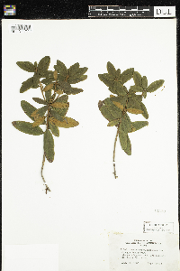 Rhododendron groenlandicum image