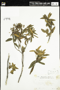 Rhododendron groenlandicum image