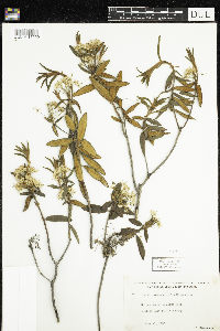 Rhododendron groenlandicum image