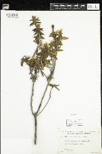 Rhododendron groenlandicum image