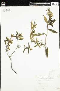 Rhododendron groenlandicum image