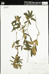 Rhododendron groenlandicum image