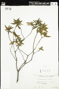 Rhododendron groenlandicum image