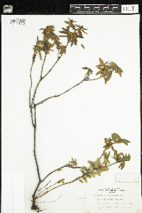 Rhododendron groenlandicum image