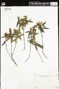 Rhododendron groenlandicum image