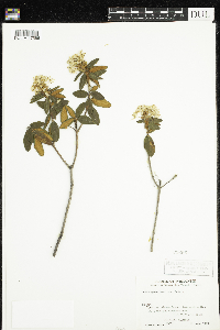 Rhododendron groenlandicum image