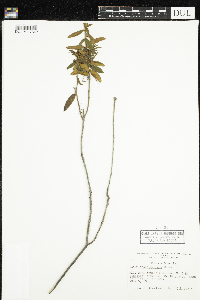 Rhododendron groenlandicum image