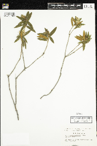 Rhododendron groenlandicum image