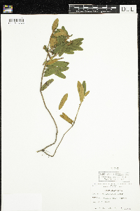 Rhododendron groenlandicum image