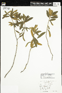 Rhododendron groenlandicum image